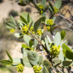 jojoba-simmondsia-chinensis-semena-jojoby-6-ks.jpg