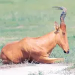 jpg_Alcelaphus_buselaphus_jacksoni_c_Giuseppe_Mazza.jpg