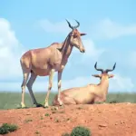 jpg_Anche_feriti_gli_Alcelaphus_buselaphus_hanno_un_elevata_resistenza_in_corsa_c_Mazza.jpg
