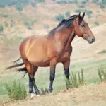 jpg_Un_Cavallo_Maremmano_c_Giuseppe_Mazza.jpg