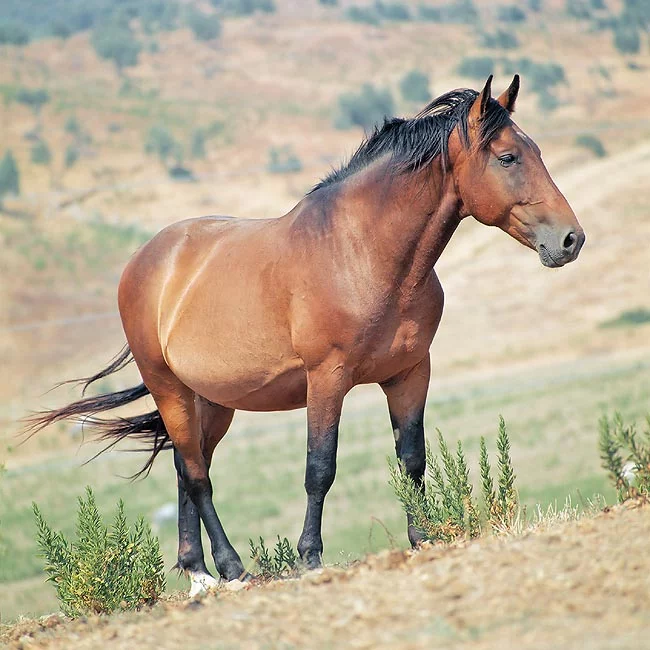 Tarpan