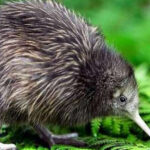 kiwibirdgeno
