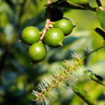 makadamie-macademia-integrifolia-prodej-semen-2-ks.jpg