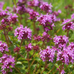 materidouska-thymus-serpyllum-semena-materidousky-500ks.jpg