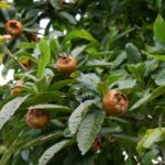 mespilus-germanica