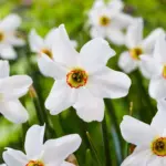 narcissus-poeticus-var-recurvus-50436762927439.jpg