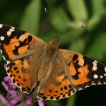 nasepriroda032010-3