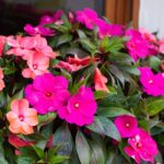 new-guinea-impatiens-getty-0620-2000-aa0196d510964aee923a6d258e1644a3
