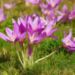ocun-podzimni-colchicum-autumnale-hlizy-ocunu-1-ks.jpg