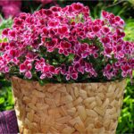 pelargonium-grandiflorum-jpg_large