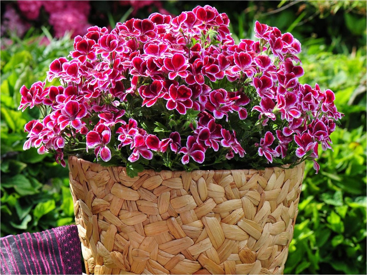 Pelargonie vonná
