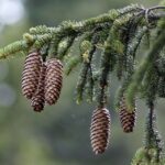 picea-abies-4439767_960_720
