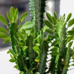 Euphorbia,Trigona,(also,Known,As,African,Milk,Tree,,Cathedral,Cactus,