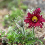 Koniklec pulsatilla-papageno-rubra-jenny-rainbow