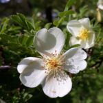 rosa-sericea