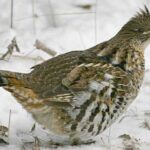 ruffed_grouse