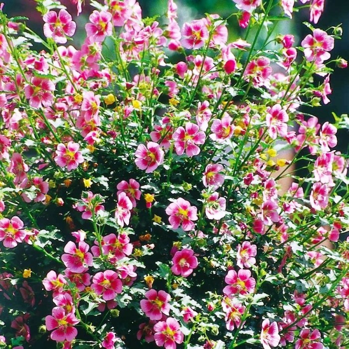 Anisodontea