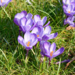 safran-sety-crocus-sativus-prodej-cibulovin-3-ks.jpg