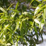 salix_fragilis_bullata_1