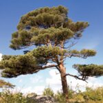scots-pine-1103363_1280