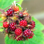 Ostružiník japonský Japanese,Wineberry,(rubus,Phoenicolasius),Fruits