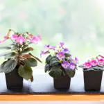 sinningia_windowsill.jpg