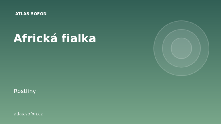 Africká fialka