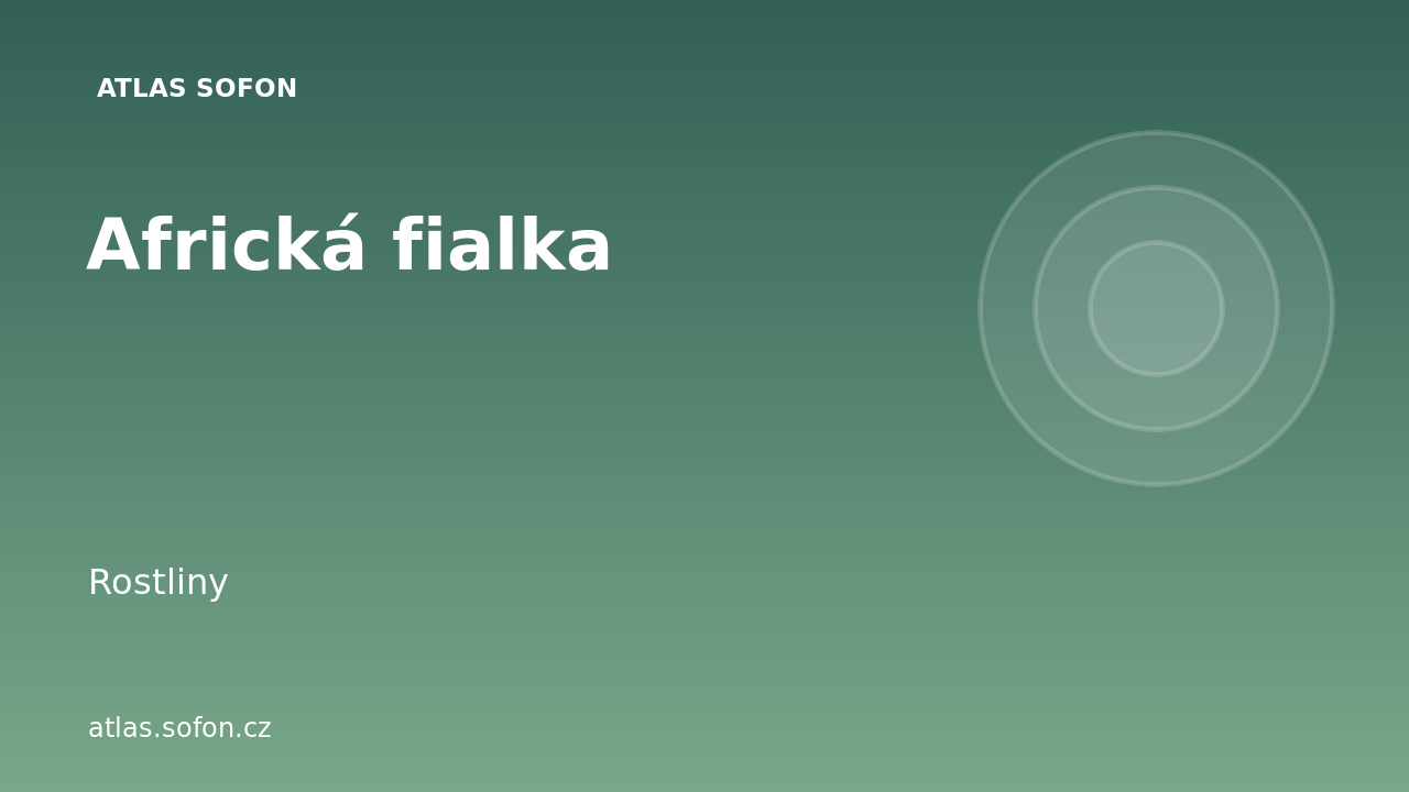 Africká fialka