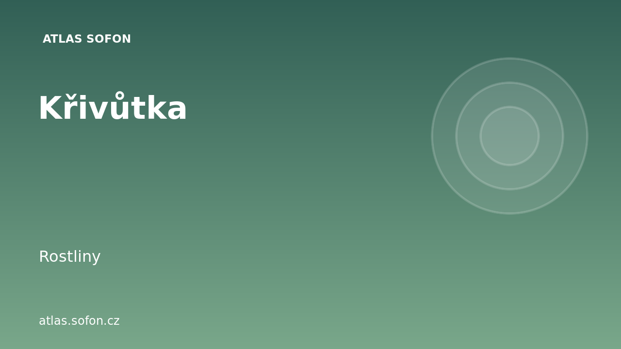 Křivůtka