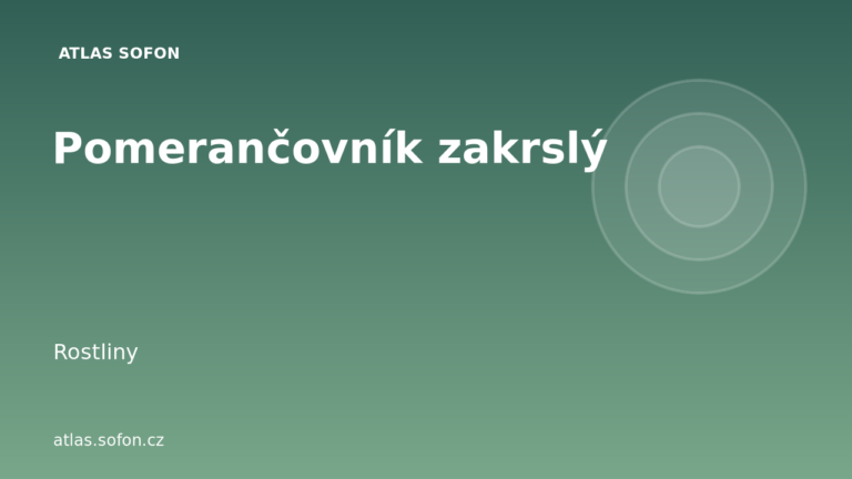 Pomerančovník zakrslý