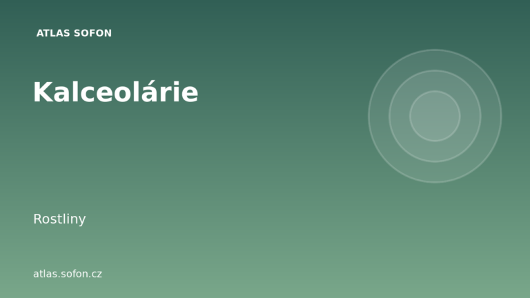 Kalceolárie