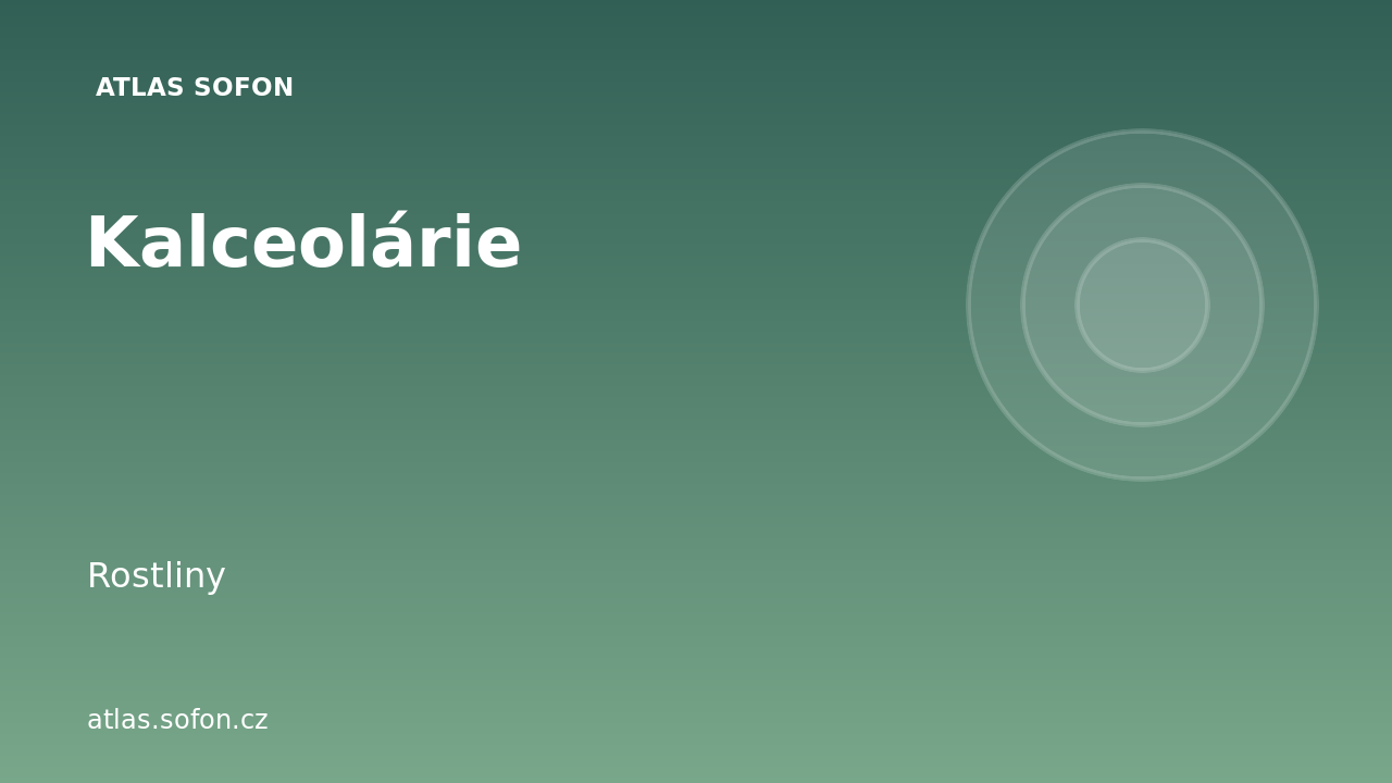 Kalceolárie