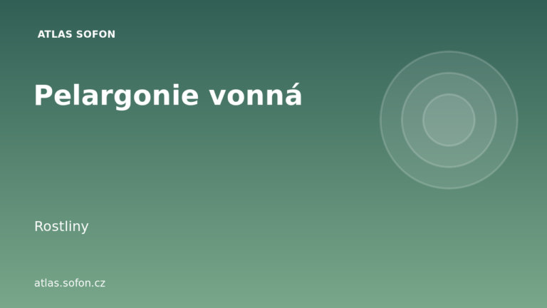 Pelargonie vonná