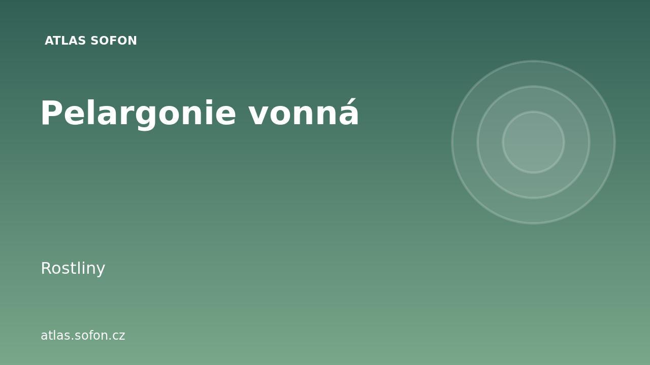 Pelargonie vonná