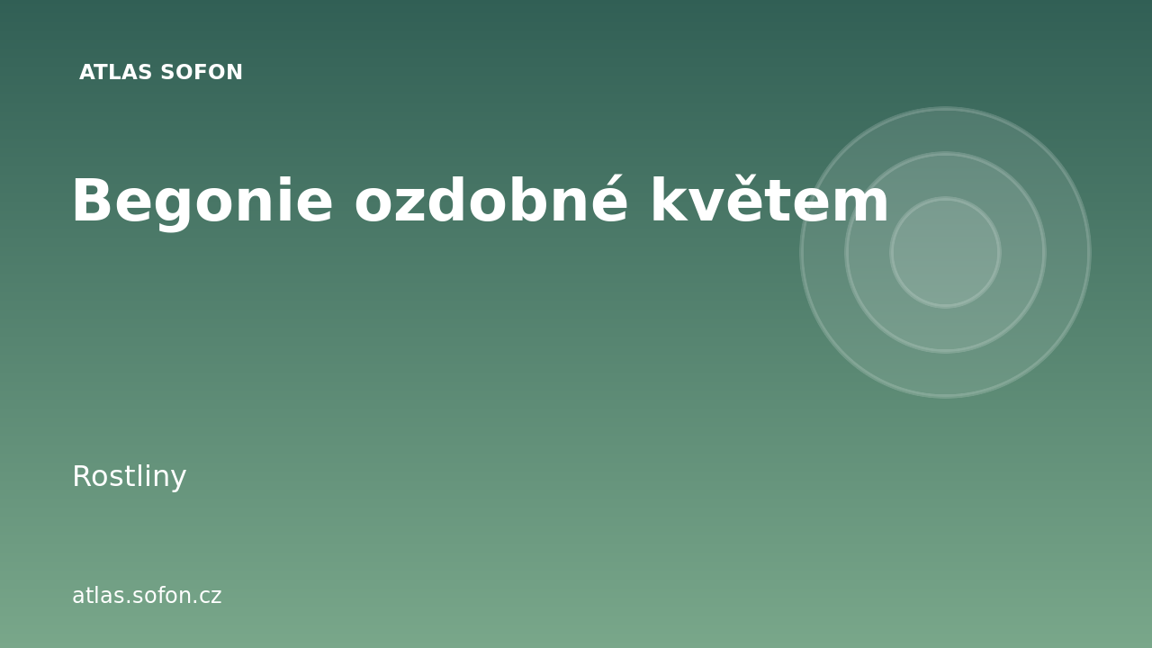 Begonie ozdobné květem
