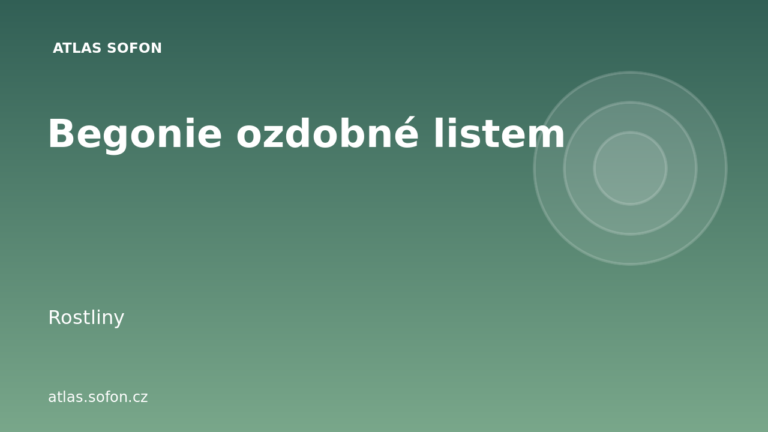 Begonie ozdobné listem