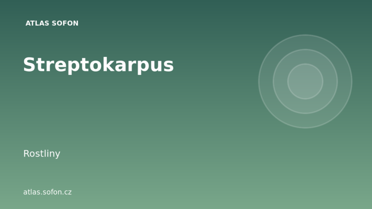 Streptokarpus