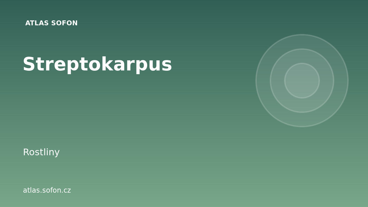 Streptokarpus