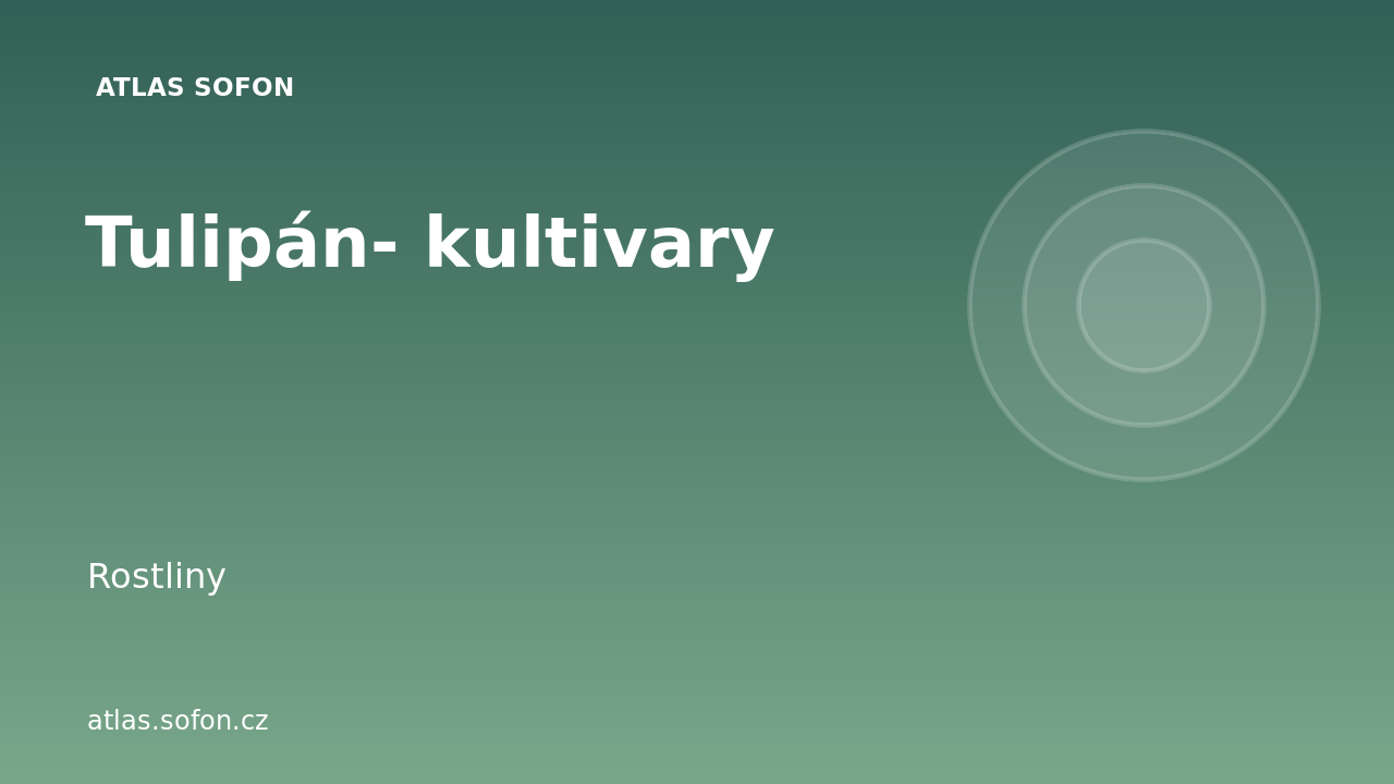 Tulipán- kultivary