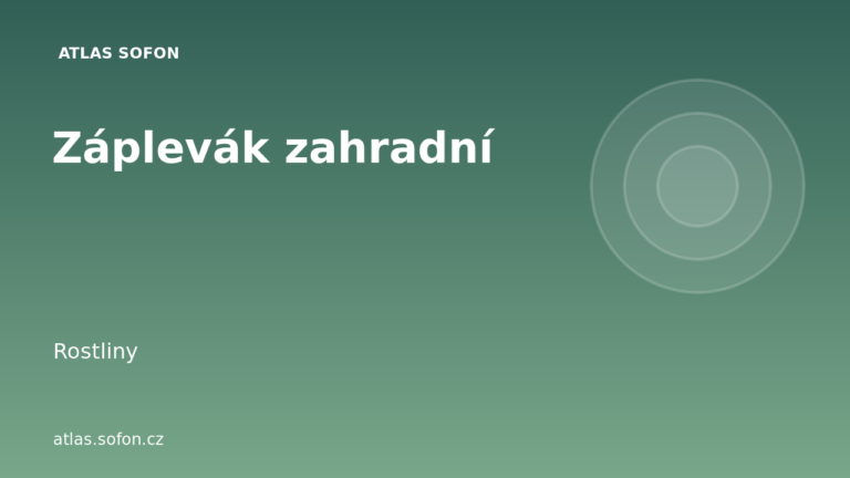 Záplevák zahradní