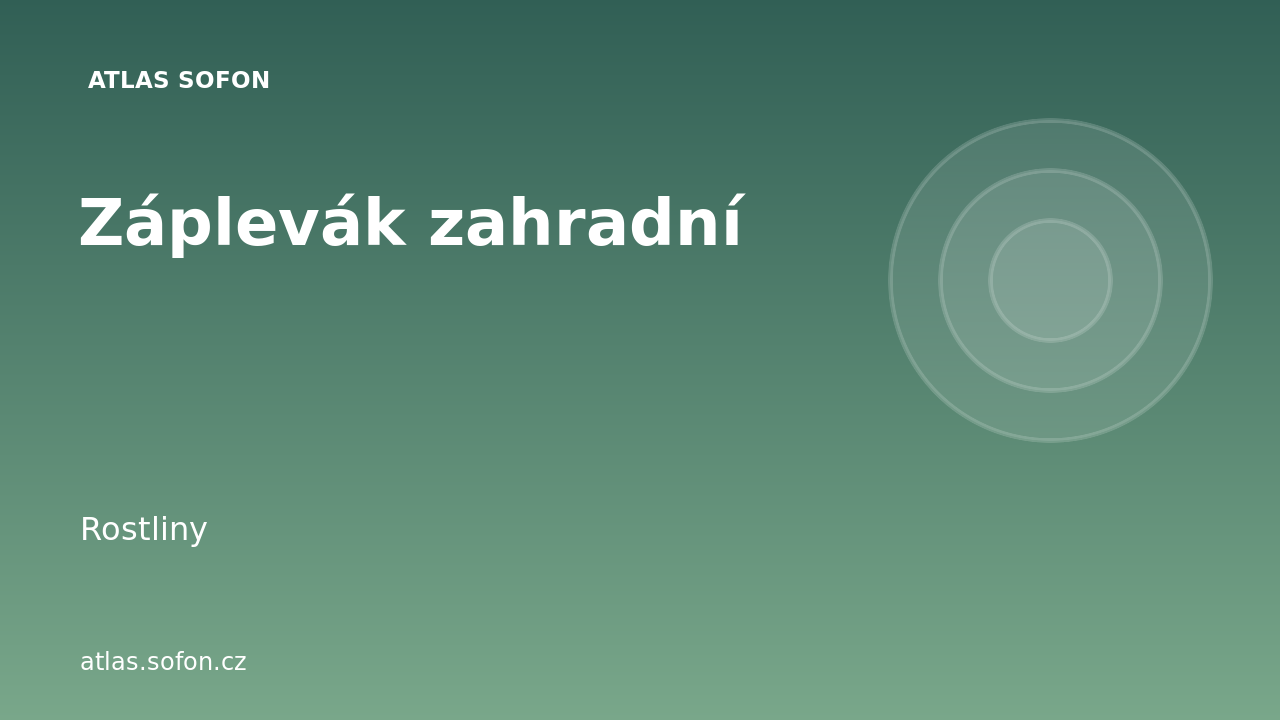 Záplevák zahradní