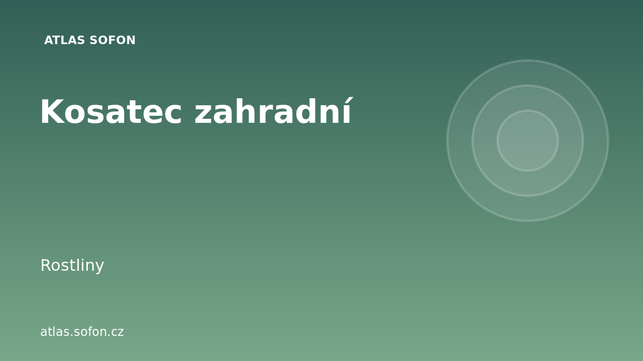 Kosatec zahradní