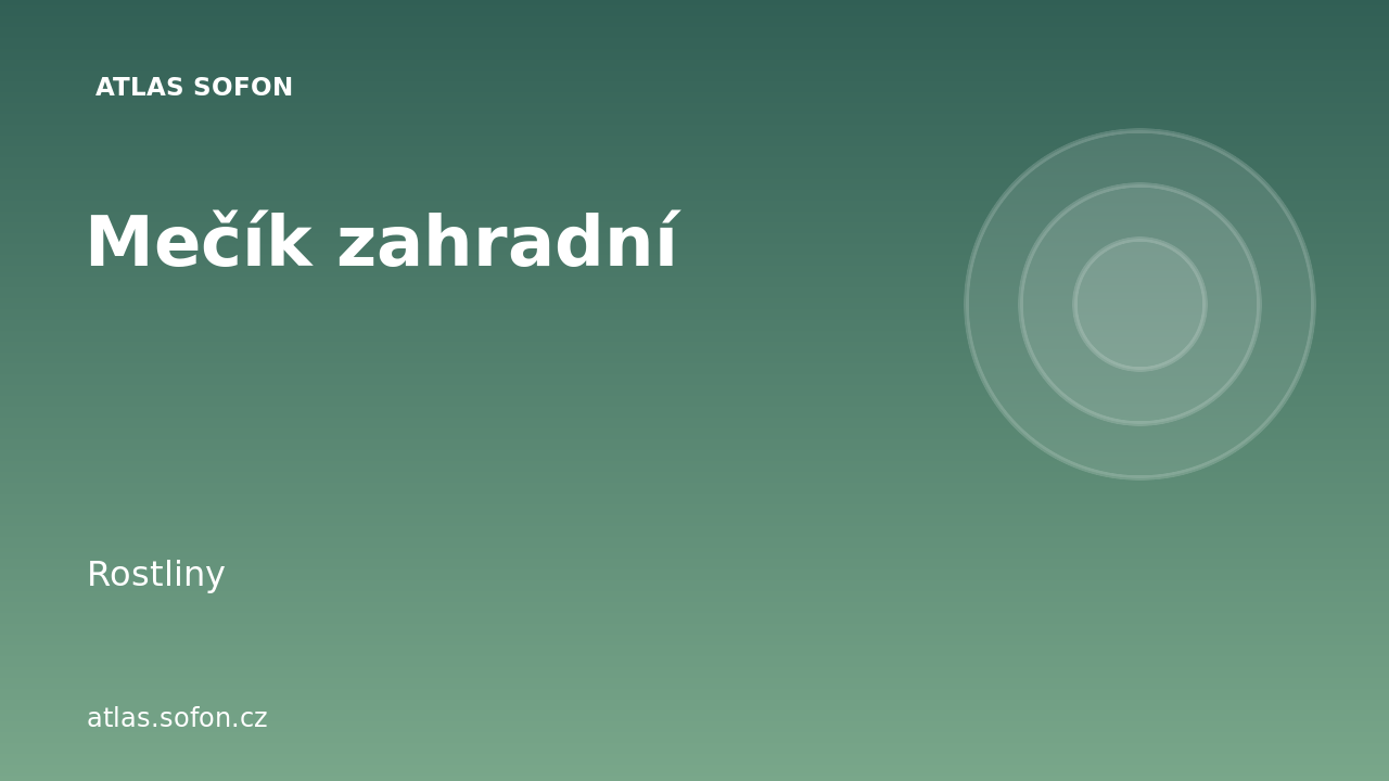 Mečík zahradní