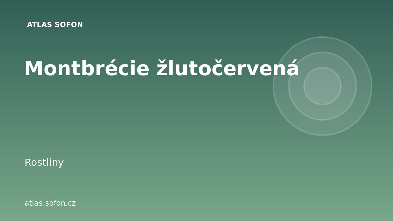 Montbrécie žlutočervená