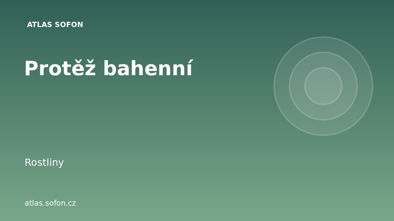 Protěž bahenní