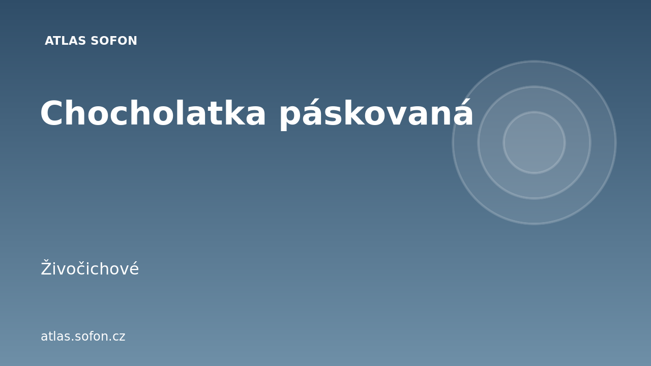 Chocholatka páskovaná