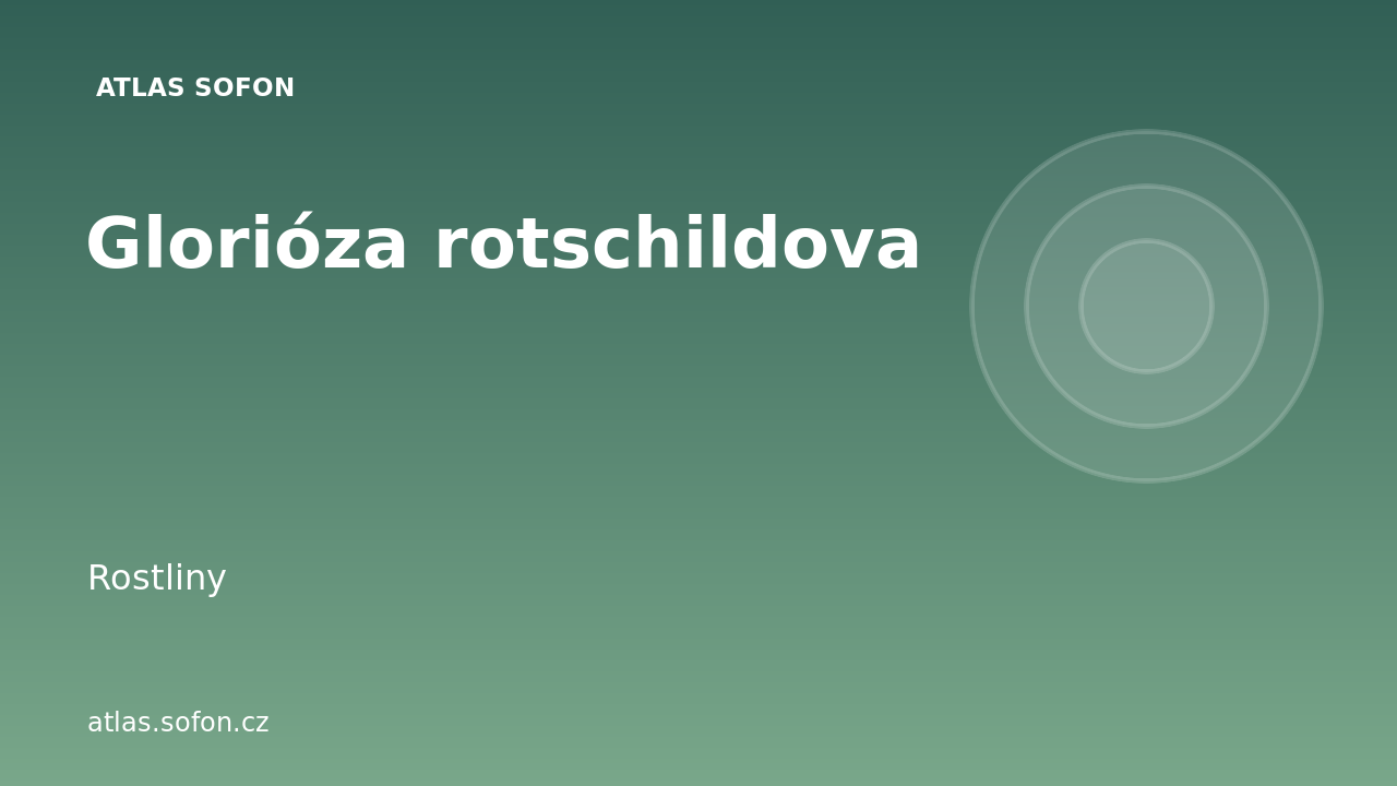 Glorióza rotschildova
