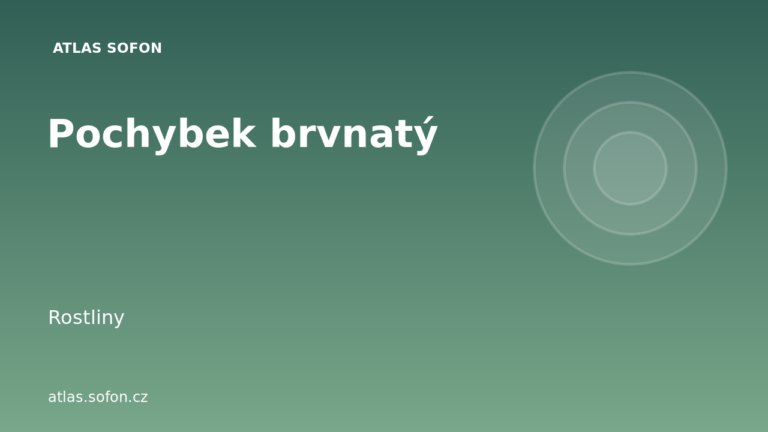 Pochybek brvnatý