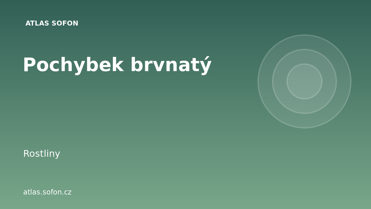 Pochybek brvnatý
