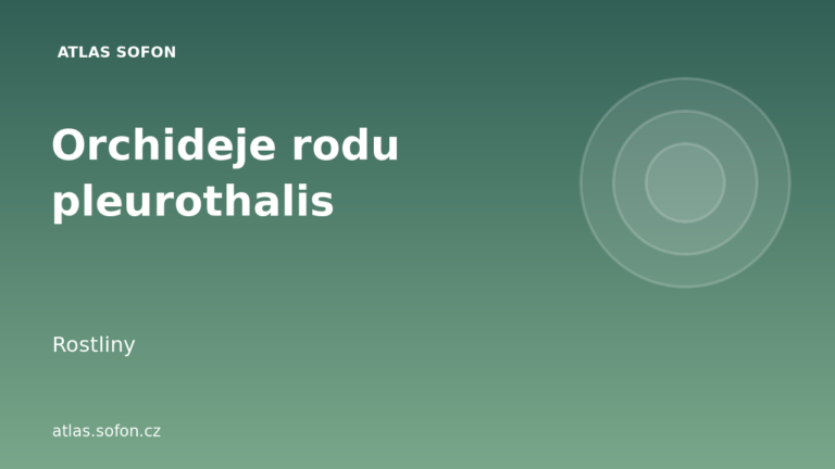 Orchideje rodu pleurothalis